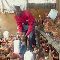 teacher Titus with the chickens